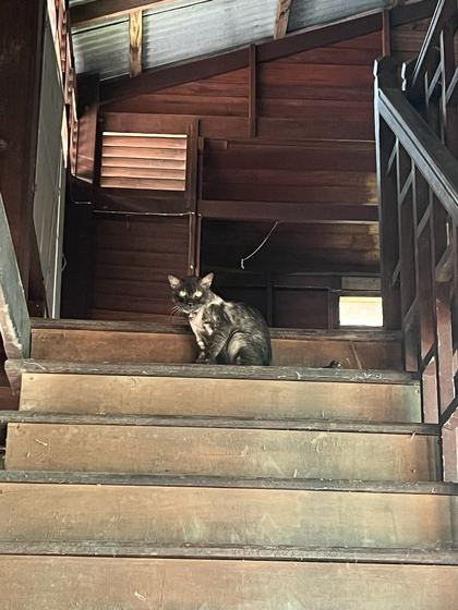 แมวนั่งบนบันไดไม้ในบ้านร้าง / A cat sitting on the wooden stairs